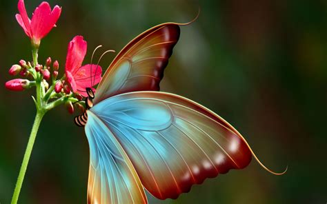 Big Butterfly Wallpaper For Widescreen Desktop Pc