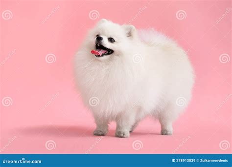 Dog Breed Pomeranian Spitz Funny Stands On A Pink Background Stock