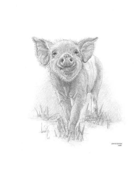 Piglet Pig Limited Edition Art Drawing Print Signed By Uk Etsy Pig