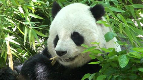 Panda Eating Bamboo Extremely Cute Youtube