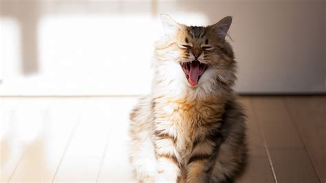 Download Wallpaper 1920x1080 Cat Yawn Open Mouth Parquet Fluffy