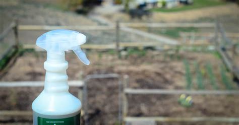 Five Homemade Bug Spray For Gardens That Works