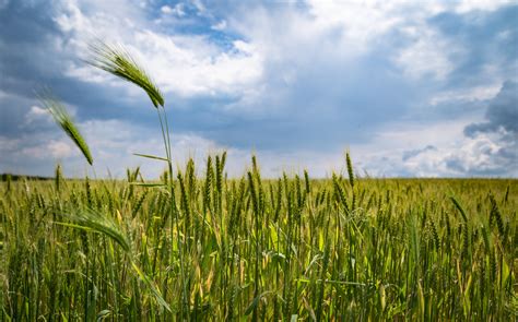 Green Wheat Field · Free Stock Photo