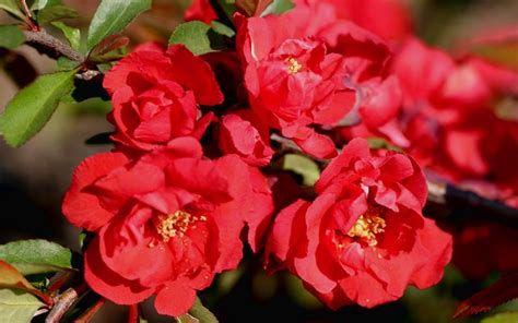 Buy Iwai Nishiki Red Flowering Quince 3 Gallon Quince Buy Plants