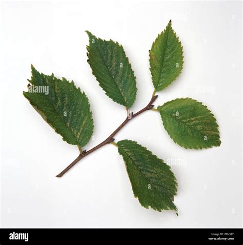 Ulmus Rubra Slippery Elm Green Leaves On Stem Stock Photo Alamy