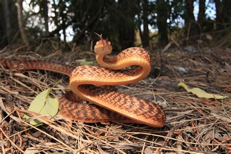 Brown Tree Snake South East Snake Catcher Gold Coast