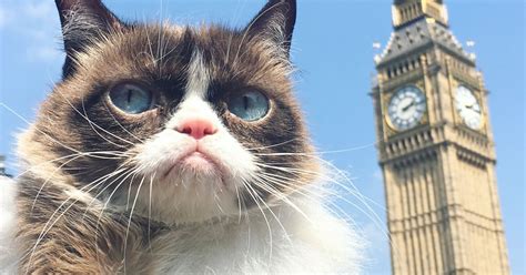 Grumpy Cat Dead Famous Feline Behind Thousands Of Memes Dies Mirror