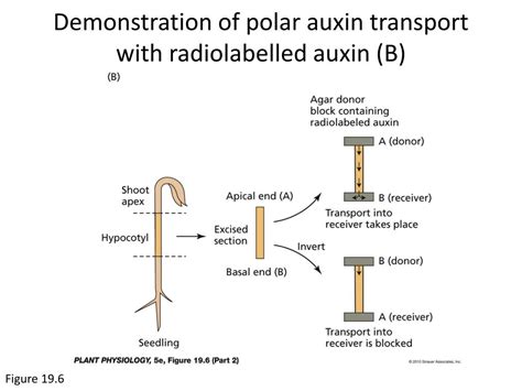 Ppt Chapter 19 Auxin Powerpoint Presentation Free Download Id2348557