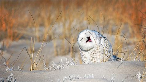 Snow Owl Laughing 😆