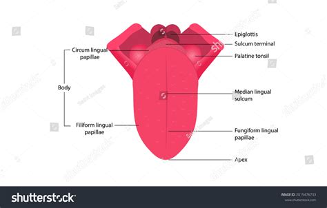 Parts Human Tongue Stock Vector Royalty Free 2015476733 Shutterstock
