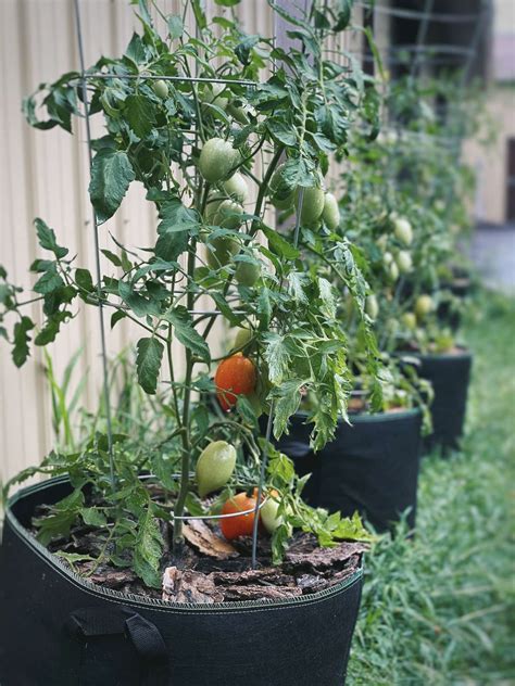 Growing Tomatoes In Grow Bags A Comprehensive Guide