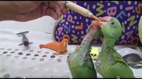 Baby Parrot Hand Feeding Sikhen Handfeeding To A Baby Parrot By The