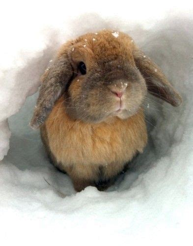 Snowy Bunny Cute Animals Cute Bunny Cute Creatures