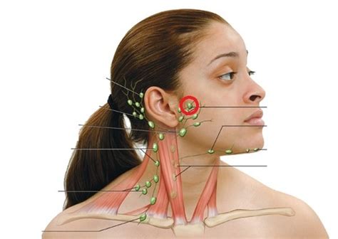 Swollen Lymph Nodes In Front Of Neck