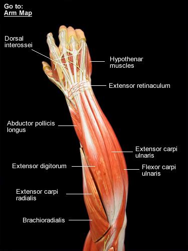 Anatomy Of Forearm And Hand