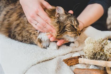 Rubbing The Neck Area Of A Furry Tabby Cat Massage Technique Stock Image Image Of Hands
