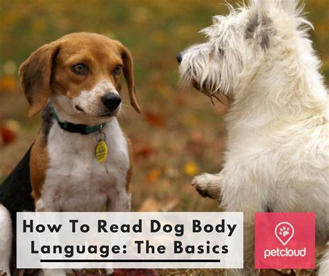 How To Read Dog Body Language The Basics Blog Petcloud