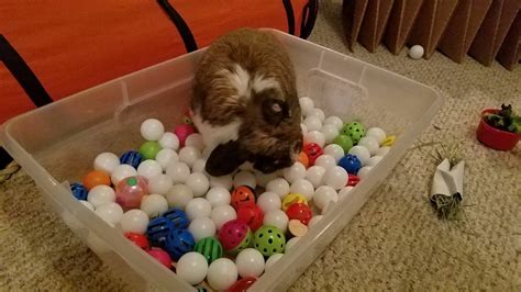 Dig Box For Rabbit With Cat Jingles And Pingpong Balls