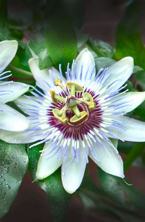 Passion Flower Passiflora Incarnata Has An Interesting History It Was Discovered As A