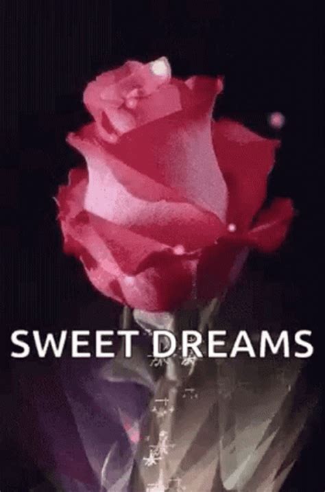 Sweet Dreams Pink Rose 
