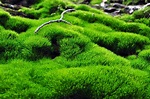 What Is A Moss Slurry: How To Make A Moss Slurry For The Garden