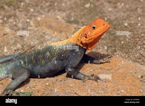 Red Headed Agama Or Rainbow Lizard Male Agama Agama Agamidae Ghana