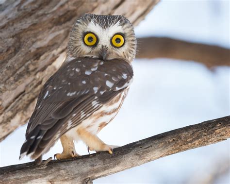 Northern Saw Whet Owl Idaho Birds