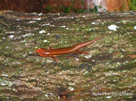 A Male Five Lined Skink Photograph By Judy Waller Fine Art America