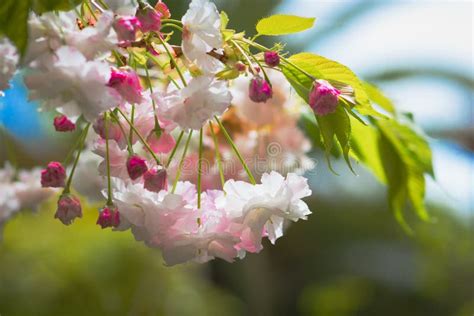 Cherry Tree Blossoms Hanging In A Spring Garden Stock Photo Image Of