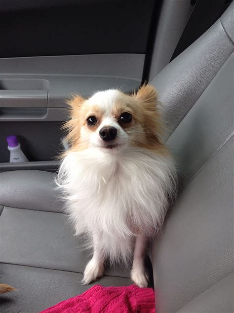 Long Haired Chihuahua Papillon Mix Pets Lovers