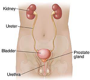 Anatomy Of The Male Urinary Tract Spectrum Health Lakeland