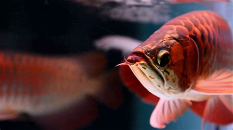 Choose an existing wallpaper or create your own and share it on steam. Lovely arowana by kimvan für Android kostenlos ...