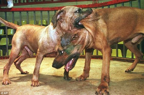Channel 4s Going To The Dogs Documentary About Dog Fighting Receives