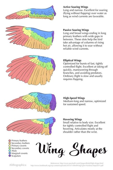 Nice Reference For Wings And What The Different Shapes Are Built For