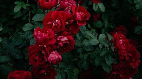 Dark Red Aesthetic Roses Desktop Wallpaper Imagesee