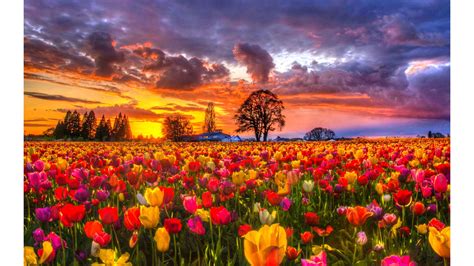 Field Wallpaper Tulip Fields Flowers Nature