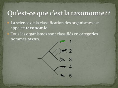 Ppt La Taxonomie Powerpoint Presentation Free Download Id1992164