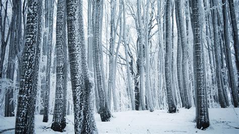 Wallpaper Winter Forest Trees White Snow 3840x2160 Uhd 4k Picture Image