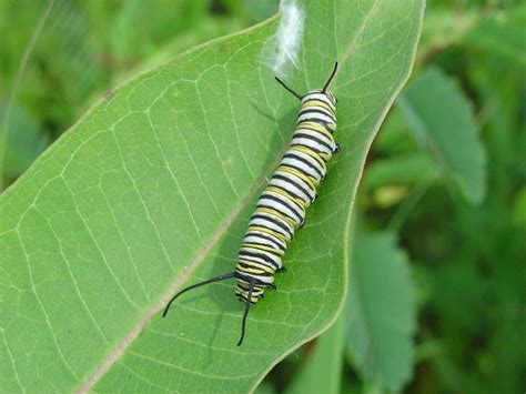 Free Picture Monarch Butterfly Larvae Common Milkweed