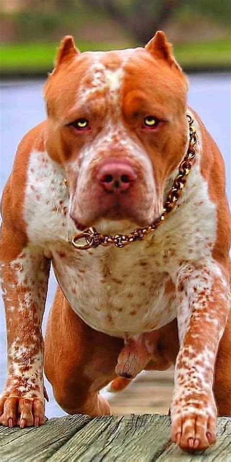 Pitbull Breeds And Their Differences In Behavior In 2021 English