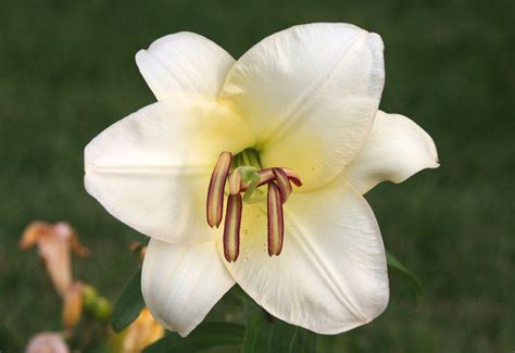 Lily Lilium Mother Of Pearl In The Lilies Database