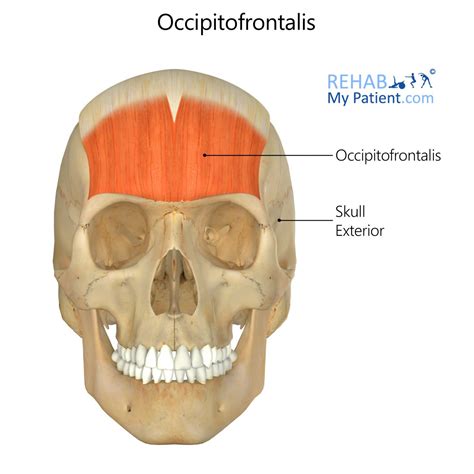 Occipitofrontalis Rehab My Patient