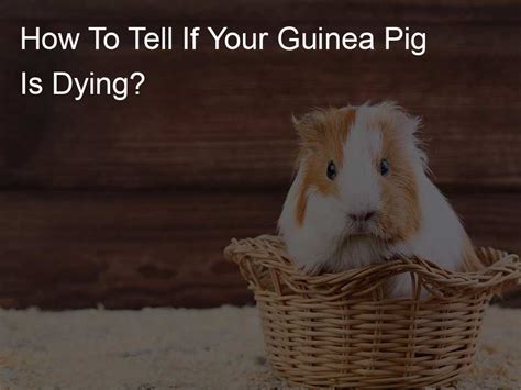 How To Tell If Your Guinea Pig Is Dying Our Guinea Piggy