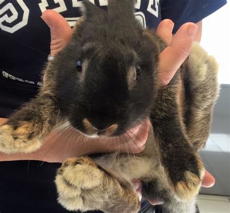 This Bunny Is Safe After Teen Attack But Image Shows New Rabbits In