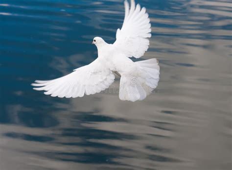 White Pigeon Stock Image Image Of Bird Grace Freedom 36419847