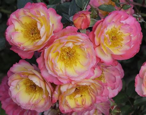 Rainbow Happy Trails Ground Cover Rose Yellow Edged Pink Trailing