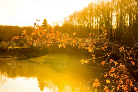 Autumn Trees With Yellow Leaves In Autumn 16241958 Stock Photo At Vecteezy