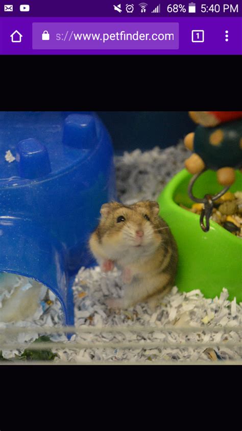 My New Baby First Dwarf Hamster Advice Appreciated Hamsters