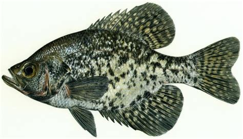 Black Crappie Bighorn Canyon National Recreation Area Us National