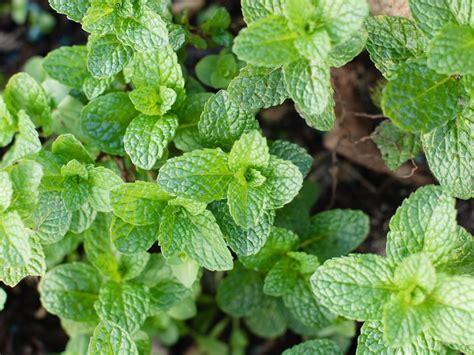 How To Grow Mint Pudina At Home A Complete Guide